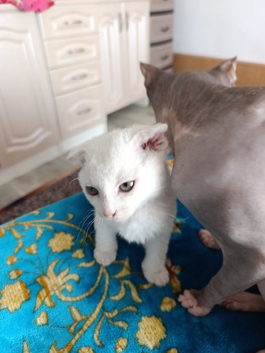 Отдам в заботливые руки девочку.