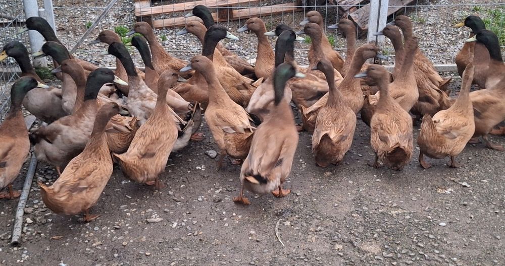 Rațe Khaki Campbell linie Italia (perechi)