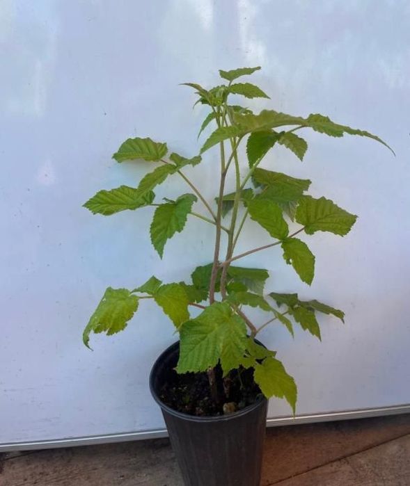 Малина . Маравелла Королева малины