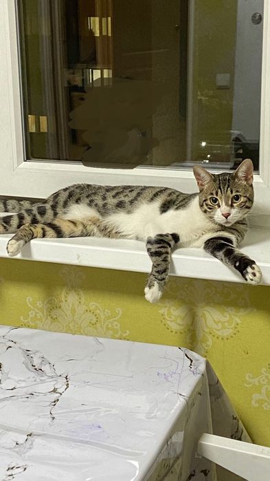 Отдам кота в добрые руки