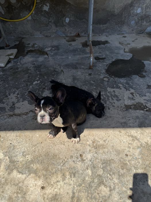 Французские бульдоги