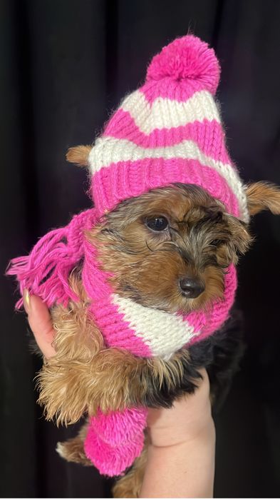 Йорк щенок девочка