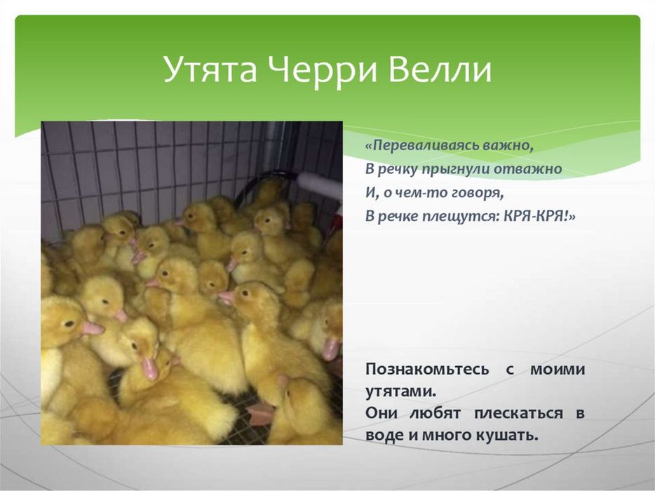 Продам  утиное инкубационное яйцо