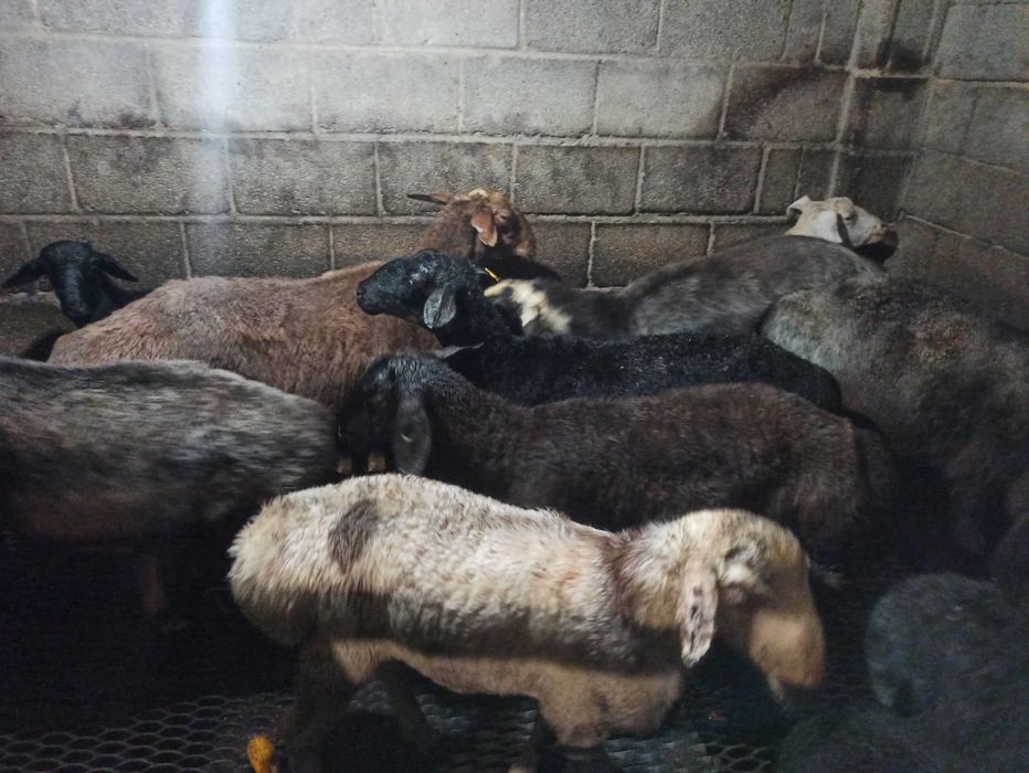 Семиз кой сатылады