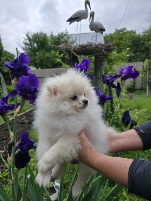 Померанский шпиц