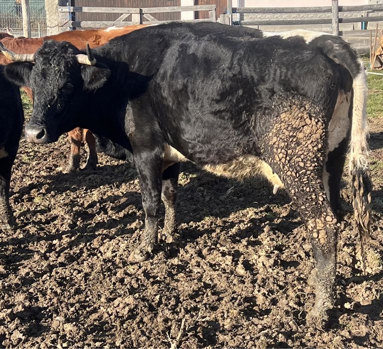 Vand/schimb vaci gestante