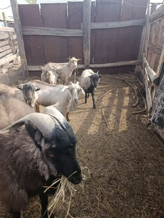 Продам домашних коз