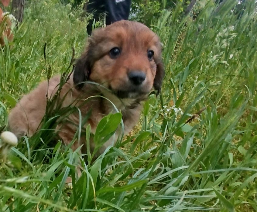 Щенок -звлночек девочка