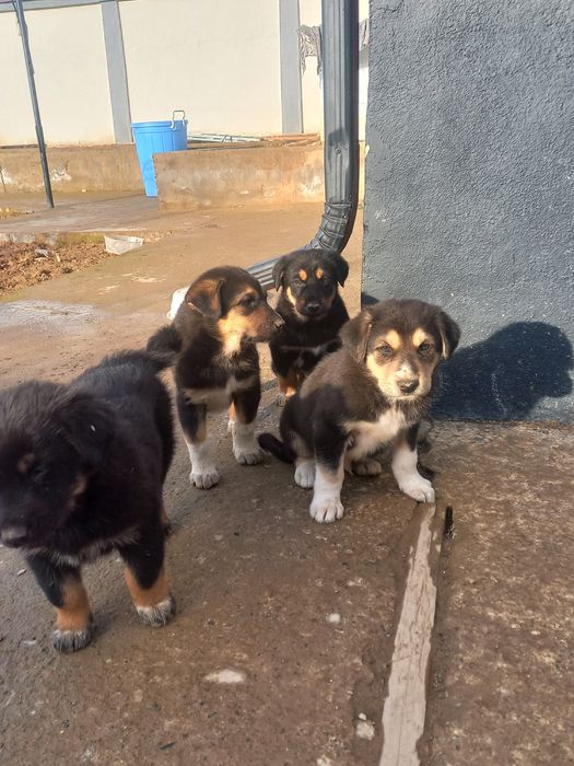 Katta bo'ladigan kuchukchalar bor!