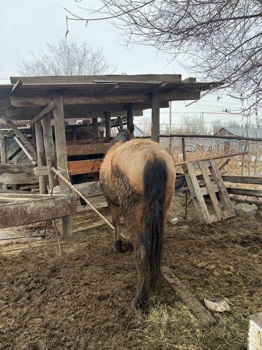 Ту бие. Семиз іры.