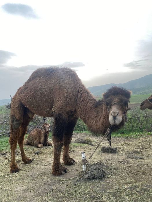 ТУЯ УРГАЧИ ЁГИ.tuya urkach yogi