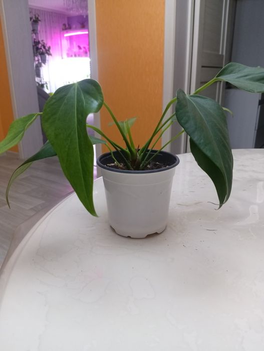 Продам антуриум.