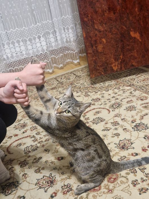 Домашний Котенок