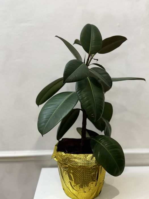 Продам комнатные цветы