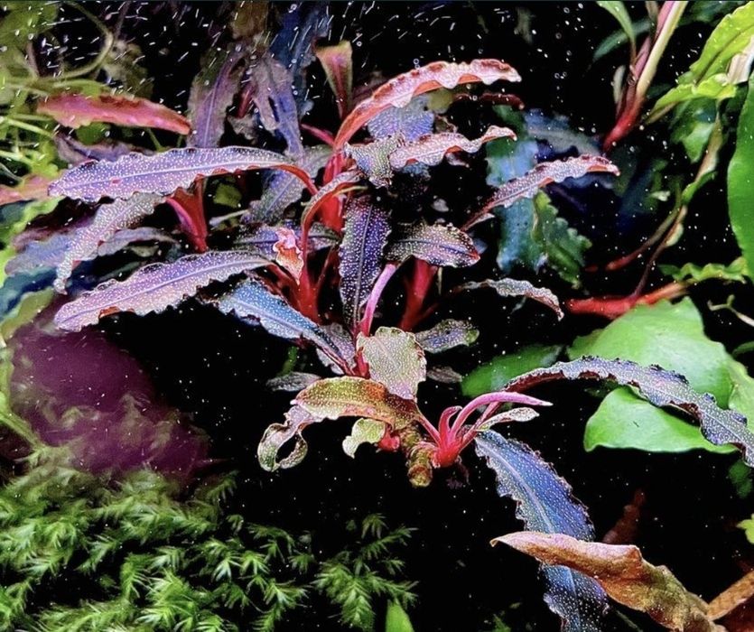 Bucephalandra – Superbe. Stoc limitat.