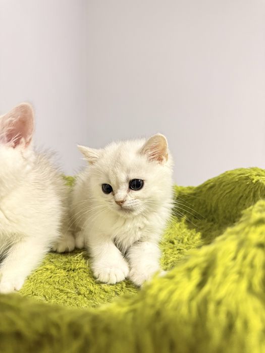 На продаже котята серебристые шиншиллы