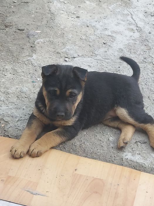 Щенки дворняжки девочки