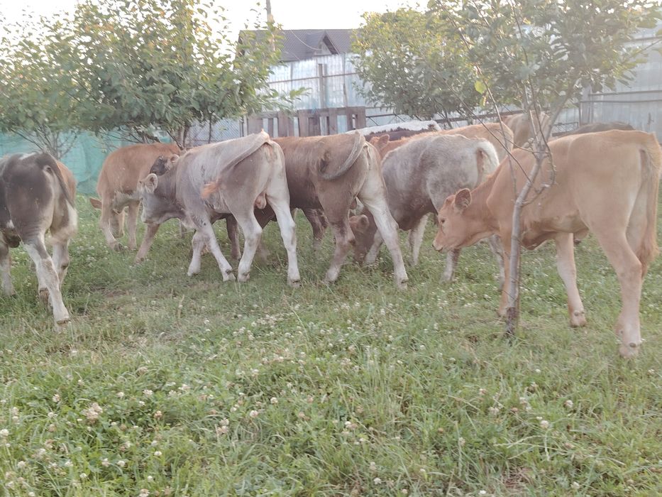 Vând viței înțărcați