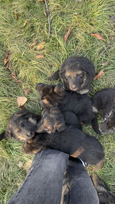 Немецкая овчарка