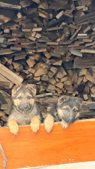 Продам щенят алабай и овчарка