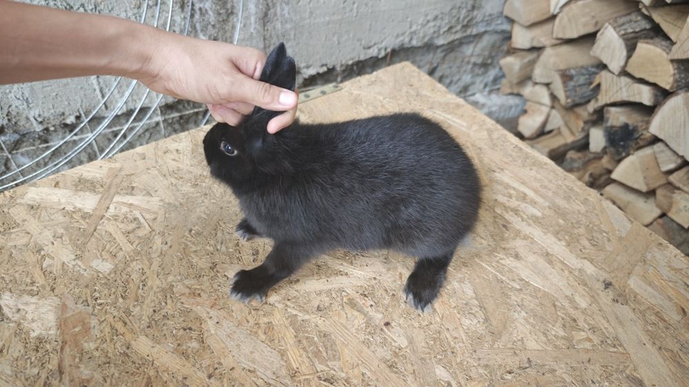 Iepuri pitici /rasa mica
