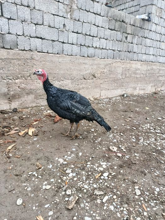 Индюк самец маладой