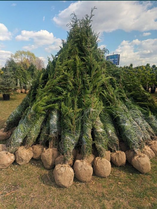 Vând tuia Leyland la ofertă