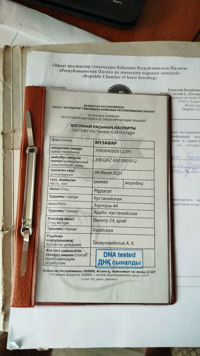 Продам племенного жеребца