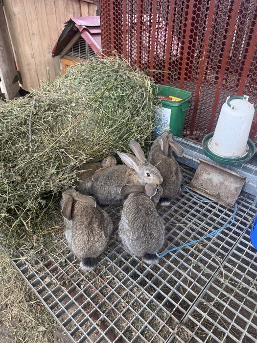 Vand iepurasi urias german 3 luni