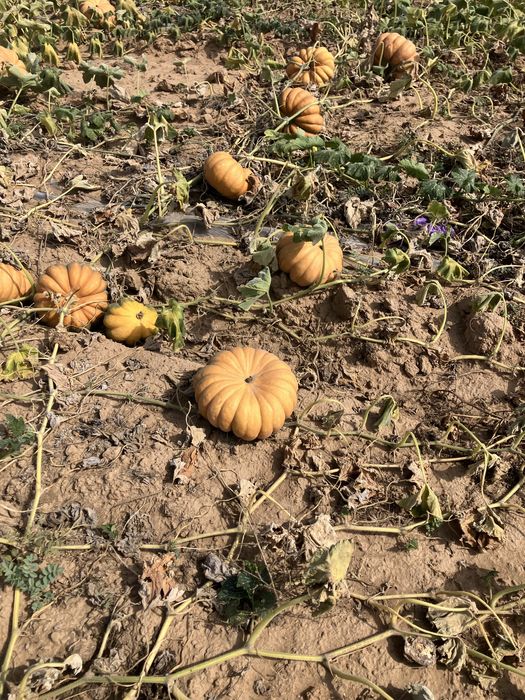 Тыква асқабақ 2-10кг арасында