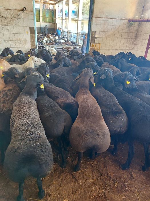 Qassob servis xizmati