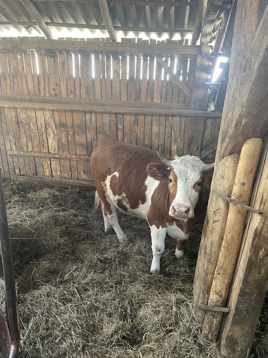 Vand juninci si tauri