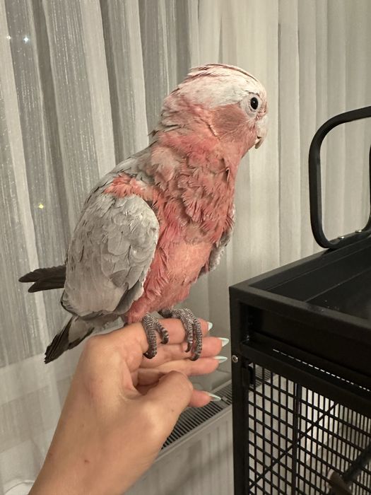 Papagal vorbitor pui Roza Kakadu ( Galah)  crescut la mana