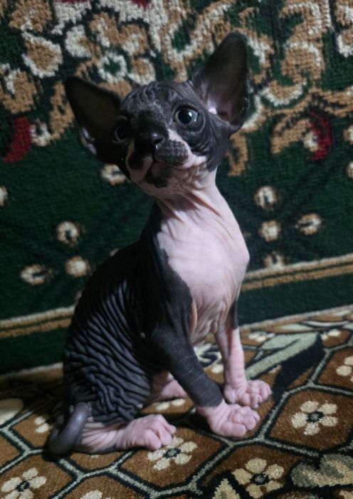 Бронь Сфинксы!!!