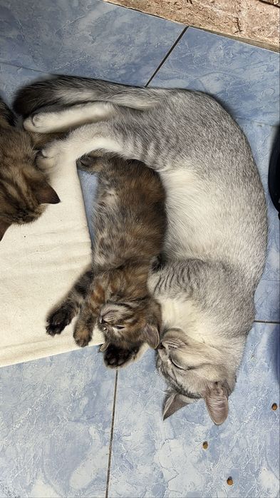 4 oylik erkak Silver Tabby mushukcha