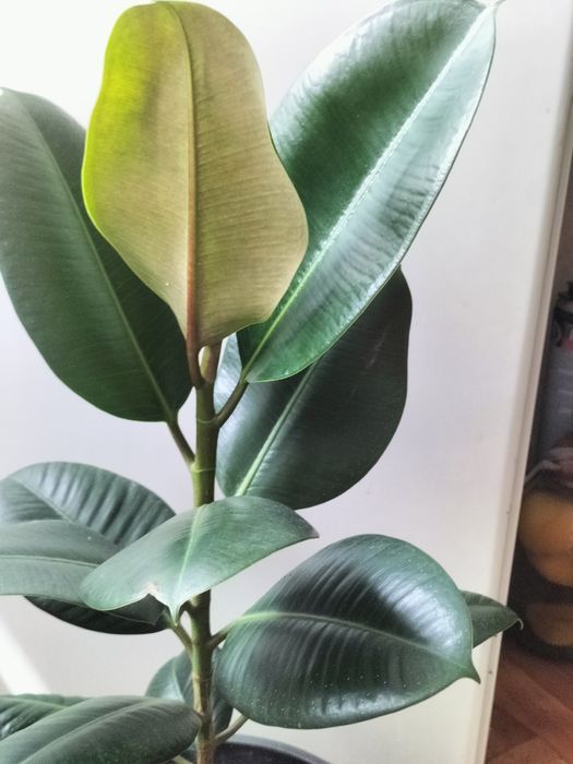 Продам фикус 5000. Драцена -2 деревца -6000