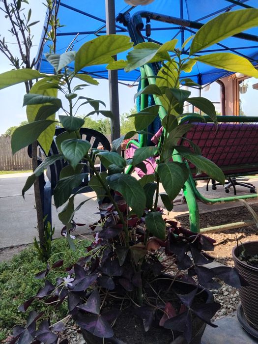 Avocado arbore ghiveci