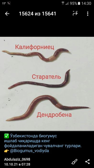 Калифорния чувалчанг сотилади. Наманган вилояти Туракургон, Бураматут