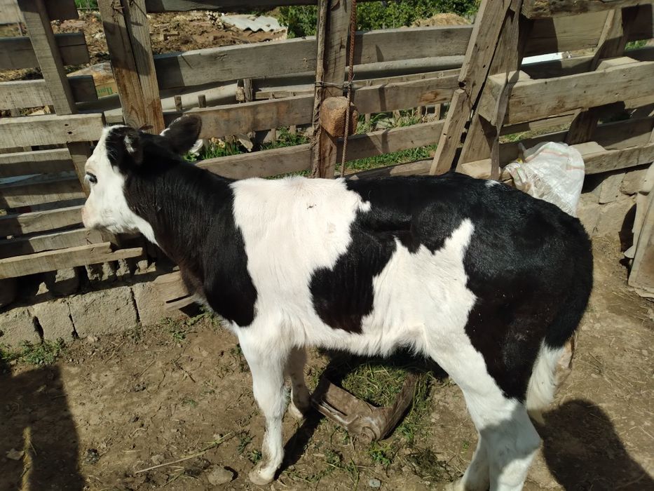 Сыйыр бұзауымен.