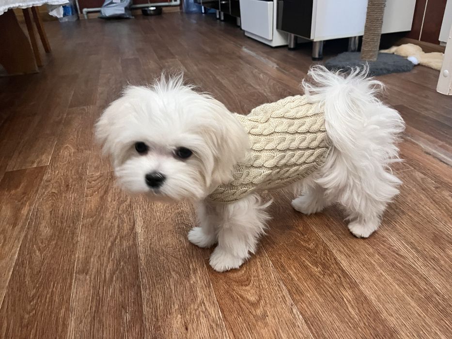 Комбинезон для и одежда для собак