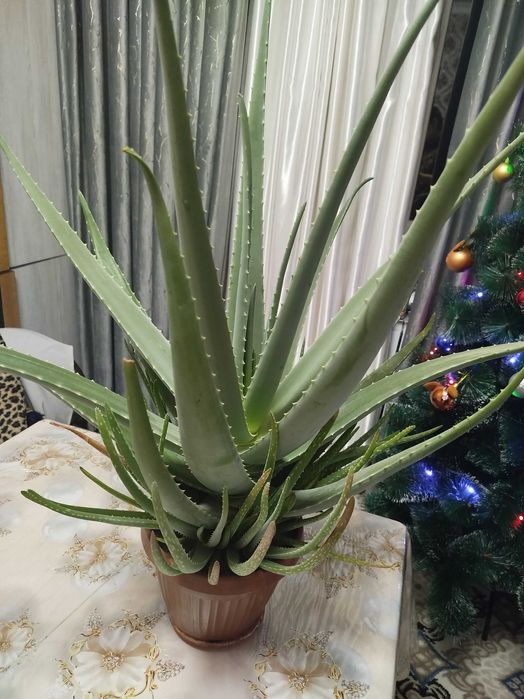 Aloe sotiladi 2 yillik