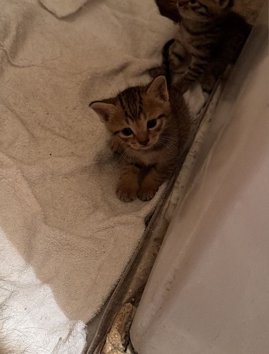 Девочка котенок 2 месячный