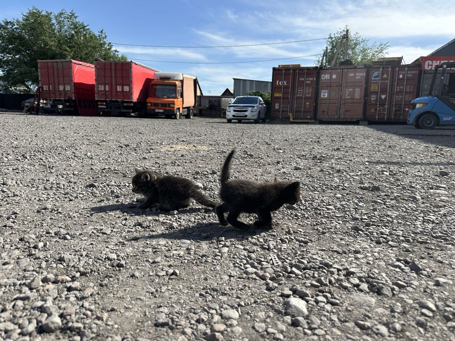 В добрые руки! Милые котята.