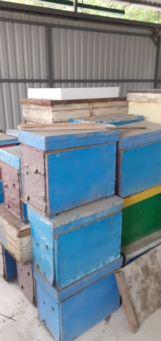 Продаю  ящики  пасика