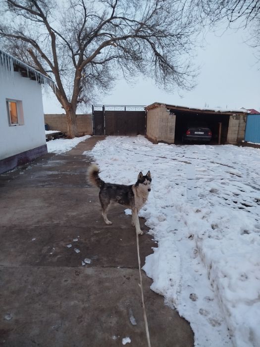 Еркек Хаски сатылады