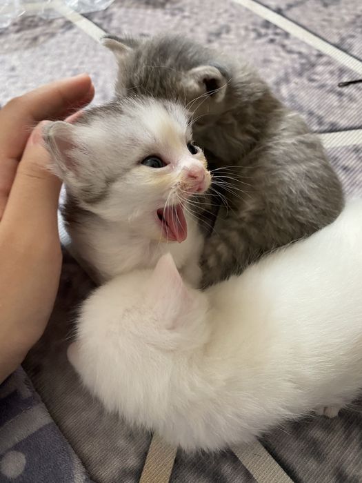 котенок бесплатно