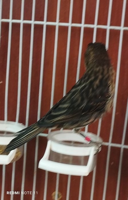 Канарейкала сотилади. Красный шмель . Авлай нар.