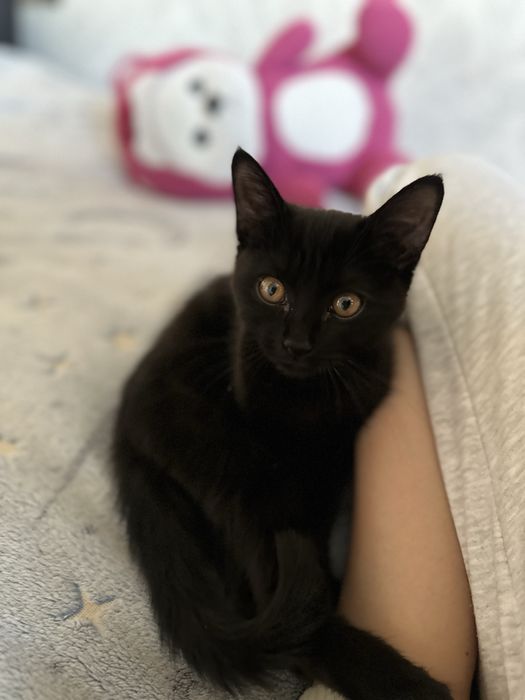 Отдам котёнка бесплатно