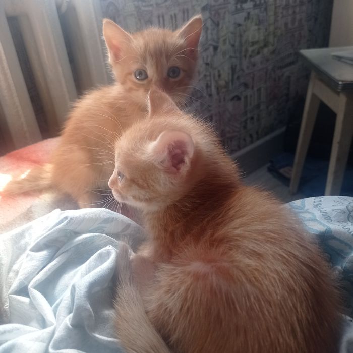 Отдам в хорошие руки