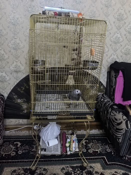 Попугай Жако 5 месяцев
